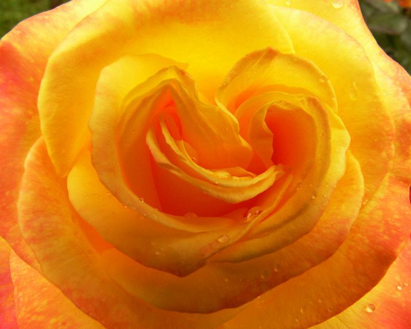 Yellow Rose, Portland Rose Garden, Portland, Oregon, 2006