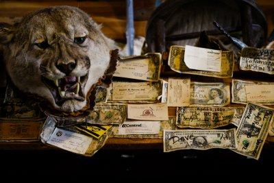 Mountain Lion, Tortilla Flat, Arizona, 2011