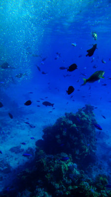 Under the Red Sea, off Sharm el-Sheikh, Egypt, 2011
