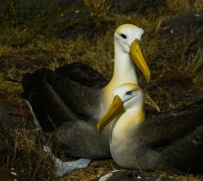 Family portrait, nesting Waved Albatrosses,  Punta Saurez, Espanola Island, The Galapagos, Ecuador, 2012
