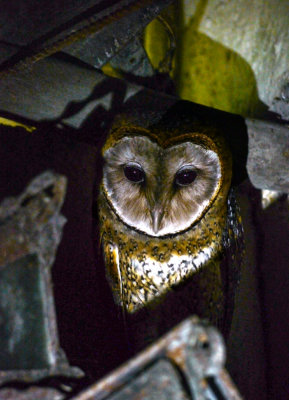 Barn Owl, El Chato. Santa Cruz Island. The Galapagos. Ecuador, 2012