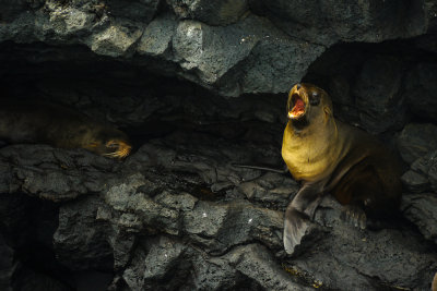 Fur seals, Puerto Egas, Santiago Island, The Galapagos, Ecuador, 2012