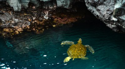 Sea turtle, Puerto Egas, Santiago Island, The Galapagos, Ecuador, 2012