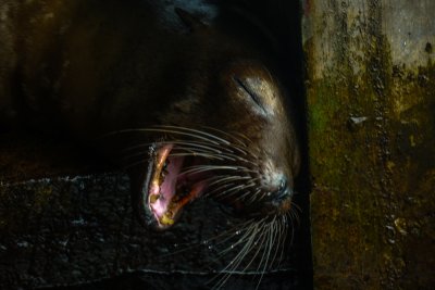 All whiskers, Baltra Island, The Galapagos, Ecuador, 2012