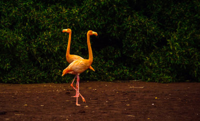 Flamingo Duet, Rabida Island, The Galapagos, Ecuador, 2012