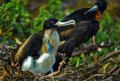 Nesting Frigatebird family, Prince Philip's Steps, Genovesa Island, The Galapagos, Ecuador, 2012