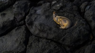 Echoes of creation: Sea Lion, South Plaza Island, The Galapagos, Ecuador, 2012