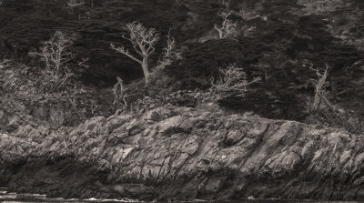 Ghosts in the forest, Point Lobos State Natural Reserve, Carmel, California, 2012