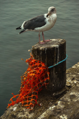 Shredded safety fence, Fisherman’s Wharf, Monterey, California, 2012