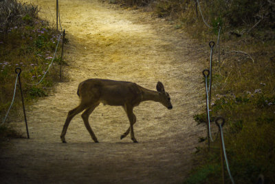 Fawn, Point Lobos State Natural Reserve, California, 2012