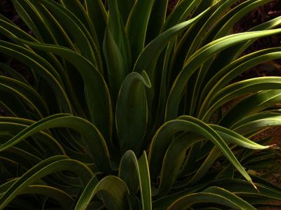 Desert plant, Phoenix, Arizona, 2006