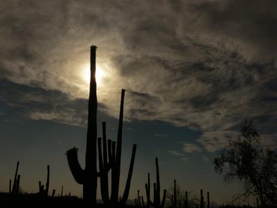 Under a cloud, Saguaro National Park, Tucson, Arizona, 2006