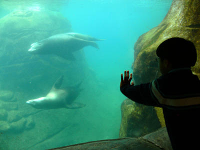 Sea lion pool, Aquarium, Newport, Oregon, 2006