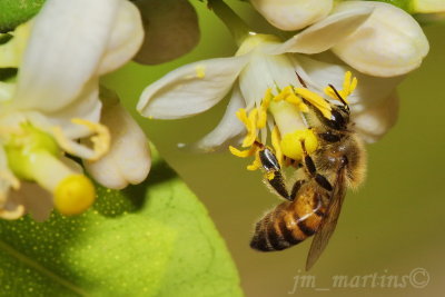 bees_life