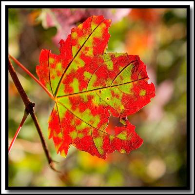 Turning Leaf