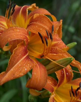 Lillies of the Day