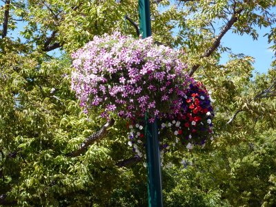 Flowers in Historic Plaza