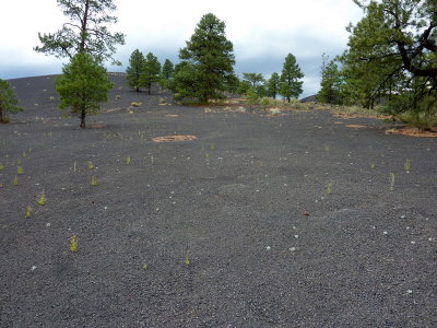 Cinder Dunes