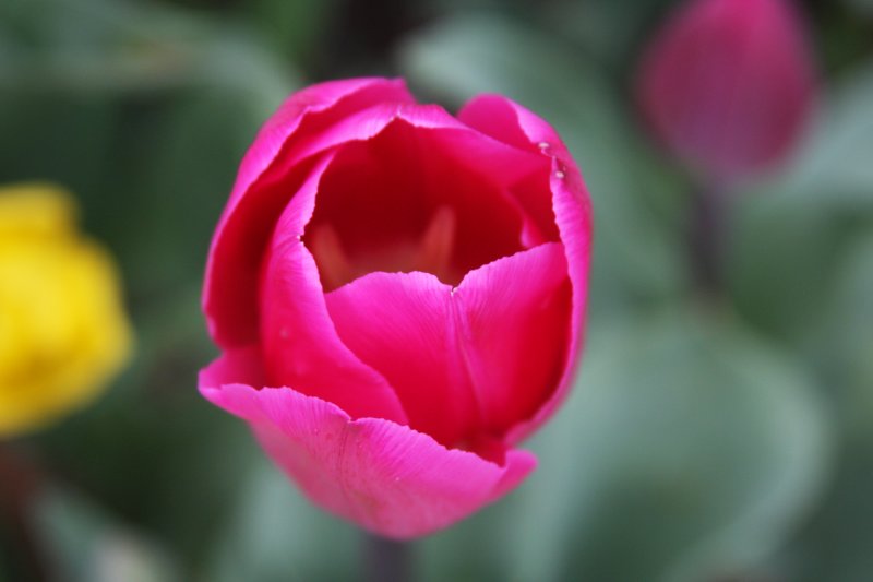 Spring in Bowral NSW.JPG