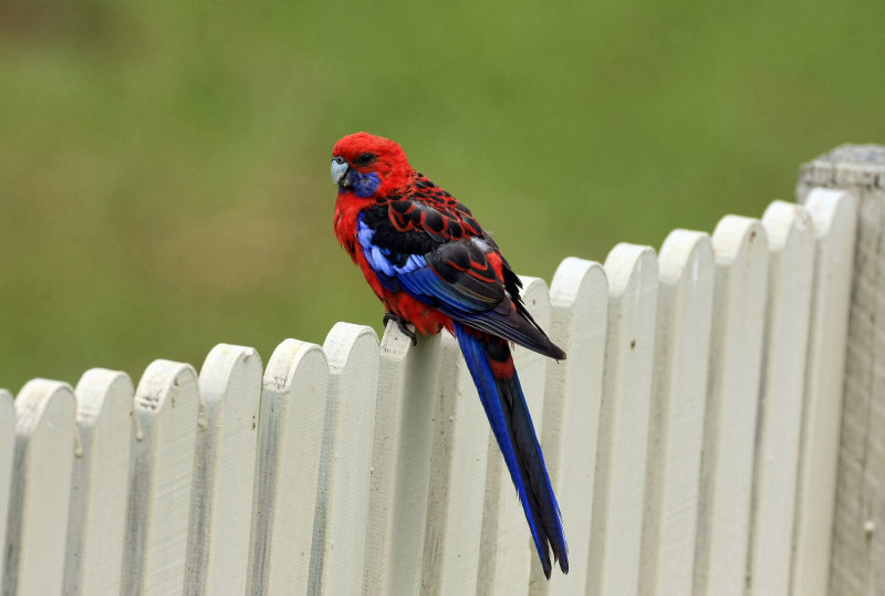 Rosella