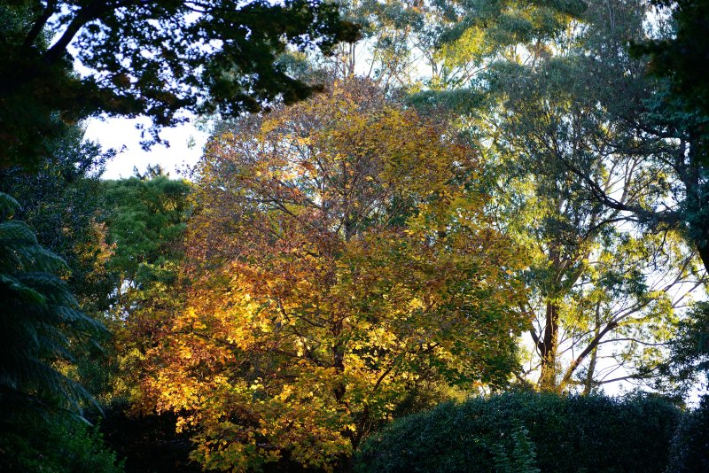 Mt Wilson yellow autumn tree