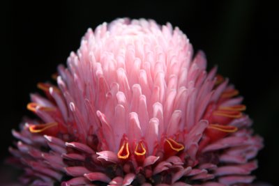 Cairns Flower