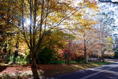 Mt Wilson Autumn tree colours