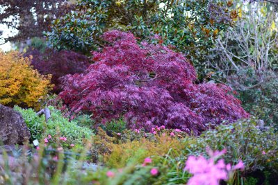 Japanese Maple Mt Wilson