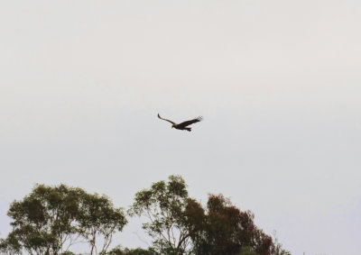 Australian Wedge Tailed Eagle from 500 metres away