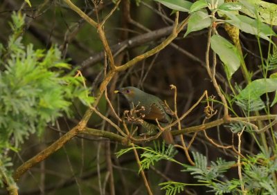 The very shy and beautiful sounding Australian Bellbird 