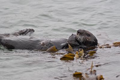 Sea Otter