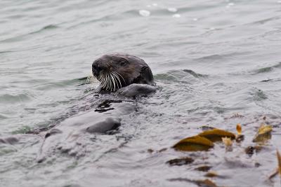 Sea Otter