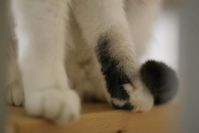 Paws and a tail