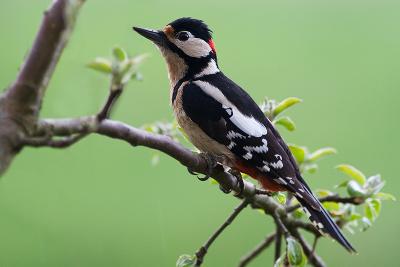 Great Spotted Woodpecker