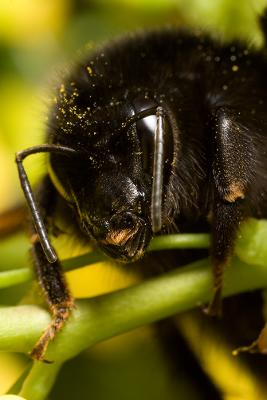 Bumblebee Portrait (Bombus lapidarius)