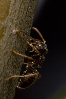 Ant looking for aphids