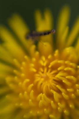 Dandelion with customer