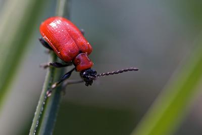 Little Red Riding... Beetle