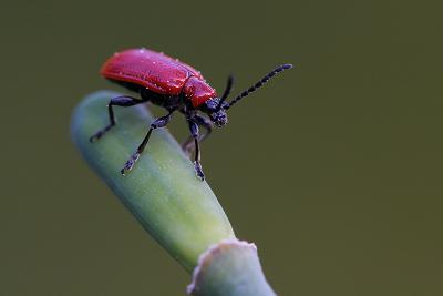 Another red beetle