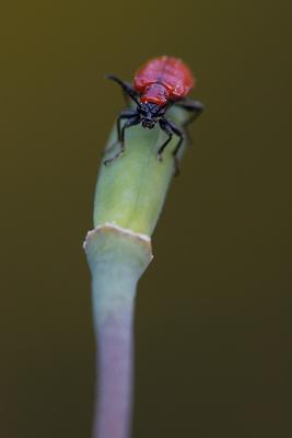 And another red beetle