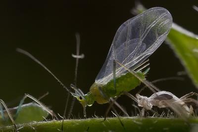 Aphids