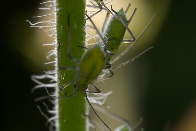 Aphids