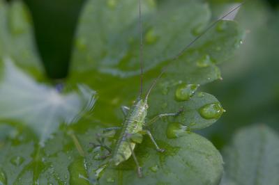 Wet Hopper