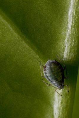 Even aphids may cast long shadows