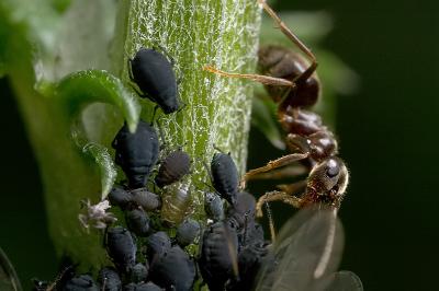 Ants and Aphids