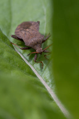 Bug on a leaf (obviously)