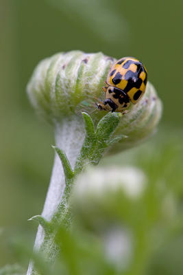 Ladybug eating Aphid