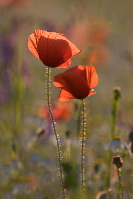 Two poppies