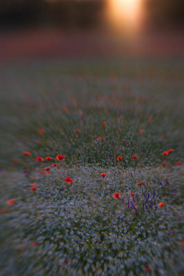 Lensbaby Poppies