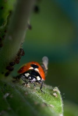 Another Ladybug with Aphids